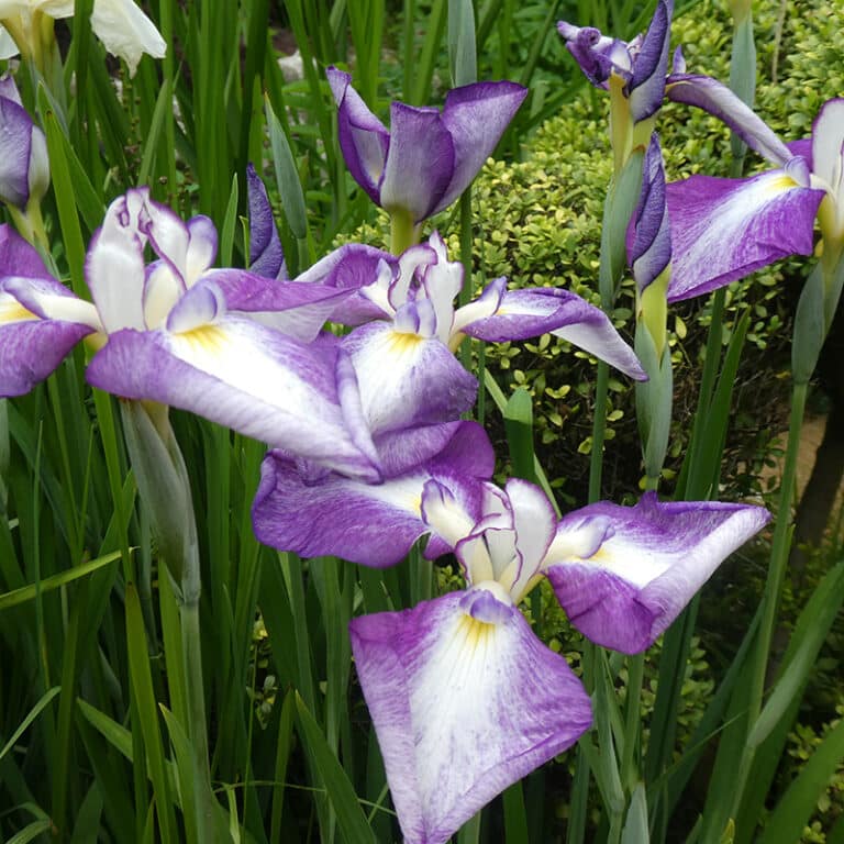 Agenda - Sortie - Iris du jardin de bubry